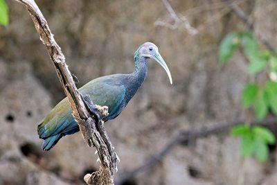 Green Ibis (Mesembrinibis cayennensis)