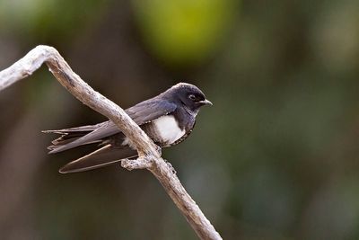White-banded Swallow (Atticora fasciata)
