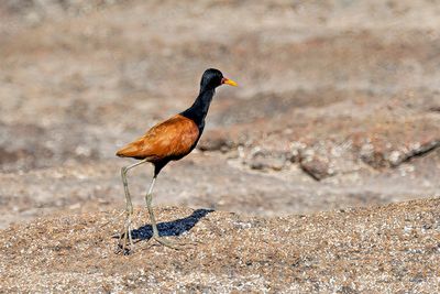 Wattled Jacana (Jacana jacana)