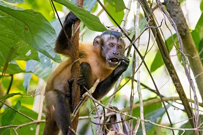 Tufted Capuchin (Sapajus apella)