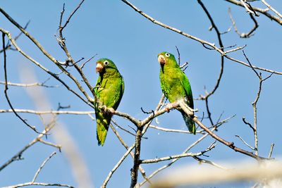Golden-winged Parakeet (Brotogeris chrysoptera)