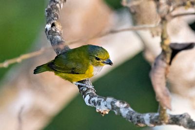 Rufous-bellied Euphonia (Euphonia rufiventris) -- female