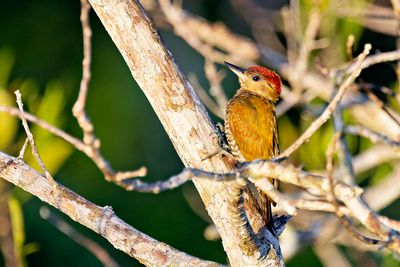 Red-stained Woodpecker (Veniliornis affinis)
