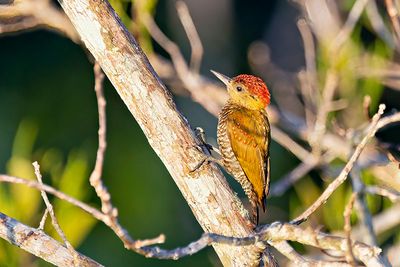 Red-stained Woodpecker (Veniliornis affinis)