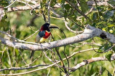 Red-necked Aracari (Pteroglossus bitorquatus)