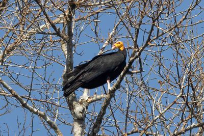 Greater Yellow-headed Vulture (Cathartes melambrotus)