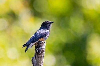 Swallow-winged Puffbird (Chelidoptera tenebrosa)