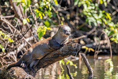 Neotropical Otter (Lontra longicaudis)