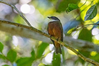 Flame-crested Manakin (Heterocercus linteatus) -- male
