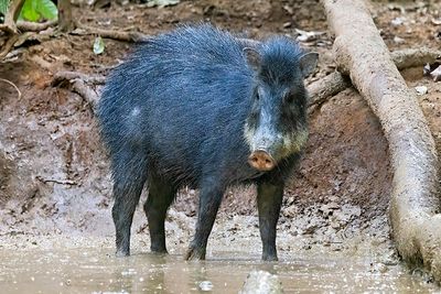 White-Lipped Peccary (Tayassu pecari)