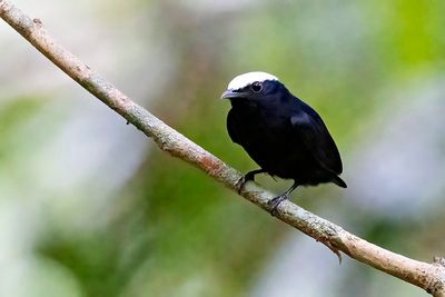 Snow-capped Manakin (Lepidothrix nattereri) -- male