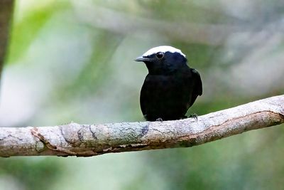 Snow-capped Manakin (Lepidothrix nattereri) -- male
