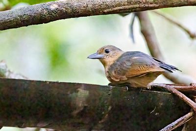Spot-winged Antshrike (Pygiptila stellaris) -- female
