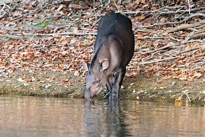 South American Tapir (Tapirus terrestris)