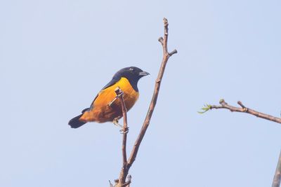 Rufous-bellied Euphonia (Euphonia rufiventris)