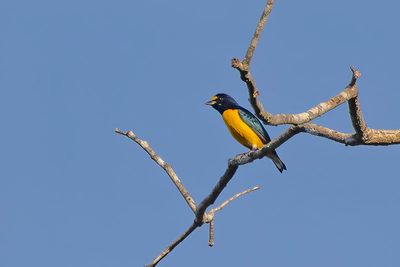 White-vented Euphonia (Euphonia minuta) -- male