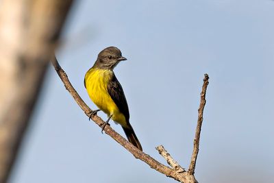 Dusky-chested Flycatcher (Myiozetetes luteiventris)