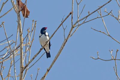 Red-billed Pied Tanager (Lamprospiza melanoleuca)
