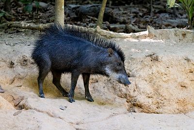 White-Lipped Peccary (Tayassu pecari)