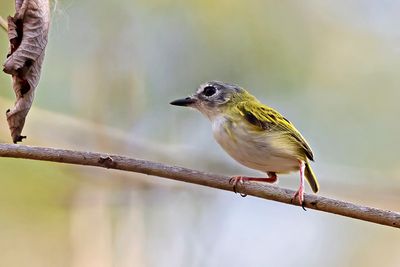 Short-tailed Pygmy Tyrant (Myiornis ecaudatus)