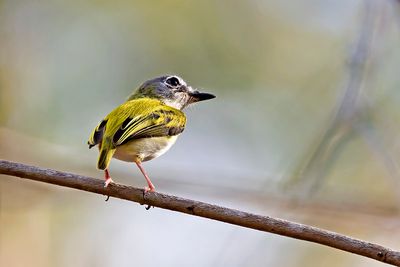 Short-tailed Pygmy Tyrant (Myiornis ecaudatus)