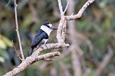 White-necked Puffbird (Notharchus hyperrhynchus)