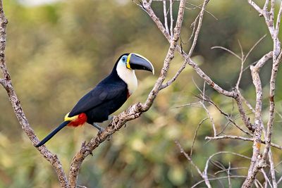 Channel-billed Toucan (Ramphastos vitellinus)