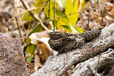 Blackish Nightjar (Nyctipolus nigrescens)