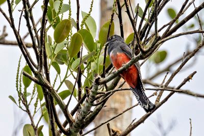 Blue-crowned Trogon (Trogon curucui) -- female