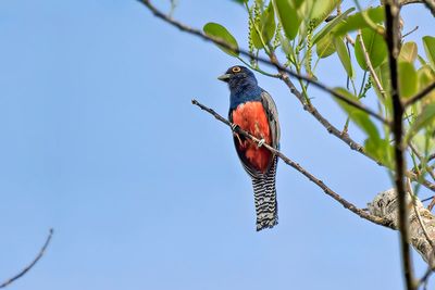 Blue-crowned Trogon (Trogon curucui) -- male