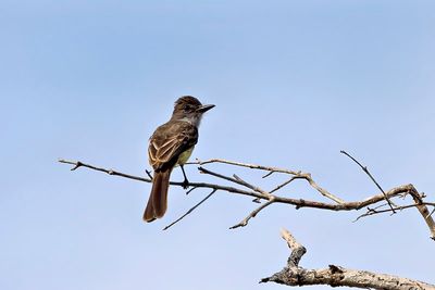Short-crested Flycatcher (Myiarchus ferox)