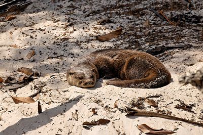 Neotropical Otter (Lontra longicaudis)