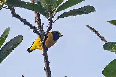 Purple-throated Euphonia (Euphonia chlorotica) -- male
