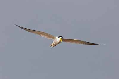 Yellow-billed Tern (Sternula superciliaris)