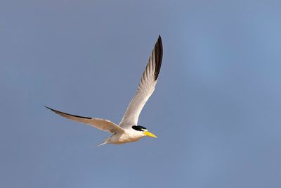 Yellow-billed Tern (Sternula superciliaris)