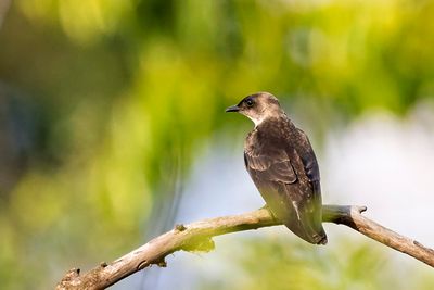 Brown-chested Martin (Progne tapera)