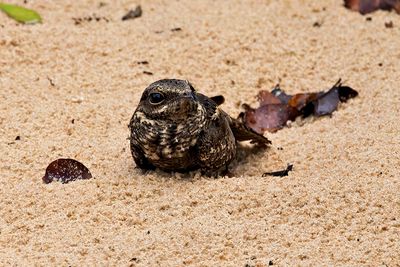 Ladder-tailed Nightjar (Hydropsalis climacocerca)