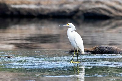 Snowy Egret (Egretta thula)
