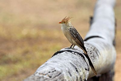 Guira Cuckoo (Guira guira)