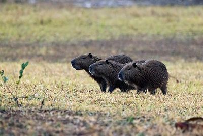 Capybara (Hydrochoerus hydrochaeris)