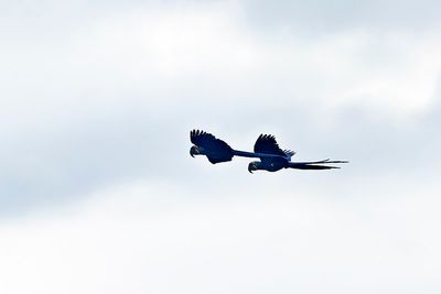 Hyacinth Macaw (Anodorhynchus hyacinthinus)