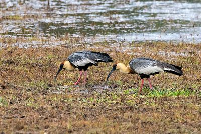 Buff-necked Ibis (Theristicus caudatus)