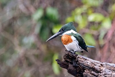 Green Kingfisher (Chloroceryle americana) -- male