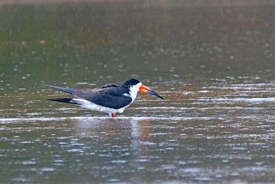 Black Skimmer (Rynchops niger)