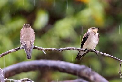 Brown-chested Martin (Progne tapera)