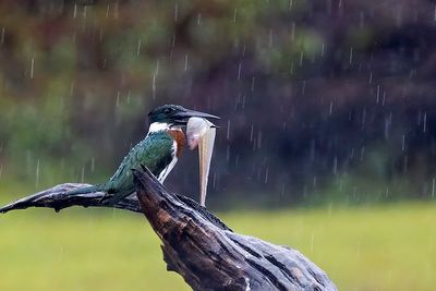 Amazon Kingfisher (Chloroceryle amazona) -- male