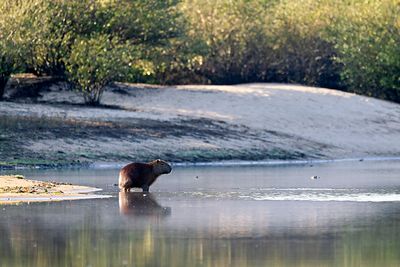 Capybara (Hydrochoerus hydrochaeris)
