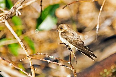 Brown-chested Martin (Progne tapera)