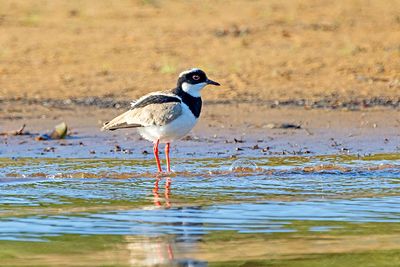 Pied Plover (Hoploxypterus cayanus)