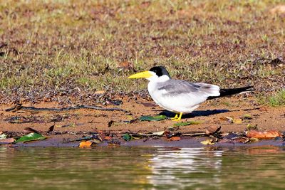 Large-billed Tern (Phaetusa simplex)